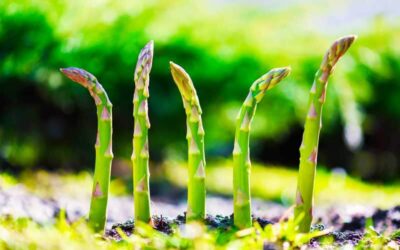 How to grow asparagus