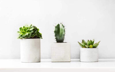 How to care for cactus & succulents