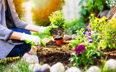 How to plant a garden