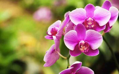How to care for Orchids