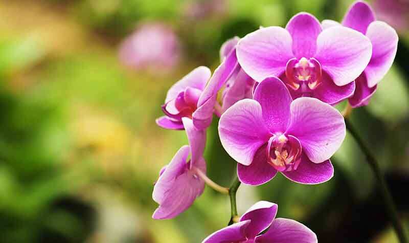 How to care for Orchids