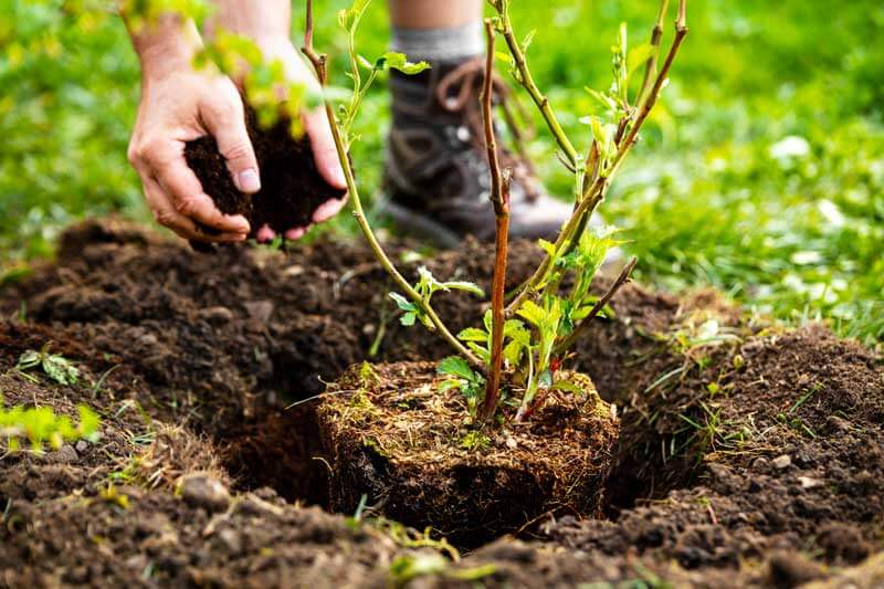 How to Plant a tree or shrub