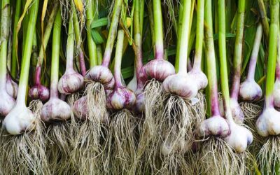 How to grow garlic