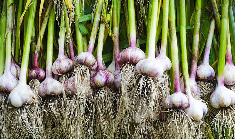 How to grow garlic
