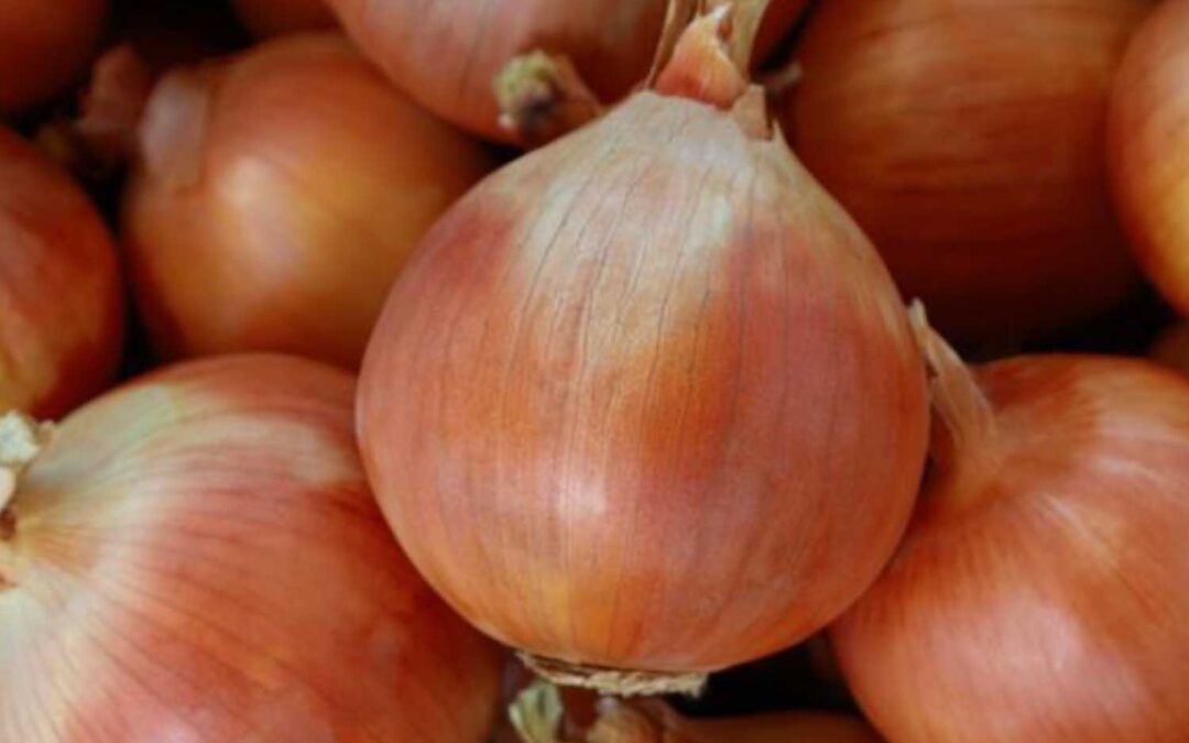 Planting Onions & Shallots